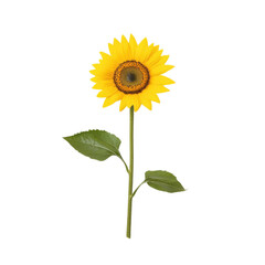 Obraz premium Vibrant sunflower with green leaves on a white isolated background.