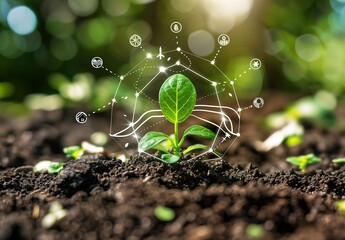 plant in the ground	