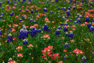North America, USA, Texas, Marble Falls, Indian Paintbrush and Texas Blue Bonnets