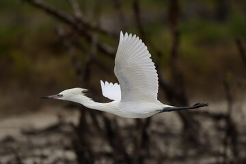 North America, USA, Texas, Rockport, White Morph Reddish Egret