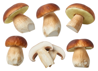 Six fresh porcini mushrooms (Boletus edulis), isolated on transparent background