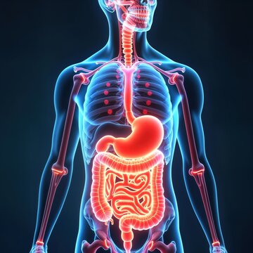 Holographic model of human digestive system. Anatomy diagram shows stomach, intestines, organs in 3D. Visual aid for education research. Modern tech for health care learning. Futuristic display of