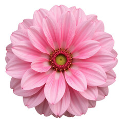 Closeup of a pink dahlia flower against a black background.