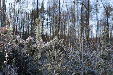 Beautiful frosty morning in the winter forest. Trees and plants covered with frost