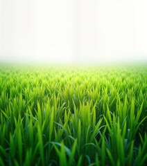 Fototapeta premium Fresh green grass field stretches horizontally against white background. Vibrant green grass blades create natural pattern. Image suitable for spring summer. Natural beauty of lawn meadow. Perfect