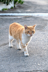 Kot z wyspy Samos,  Cat from the island of Samos © Studio RMW