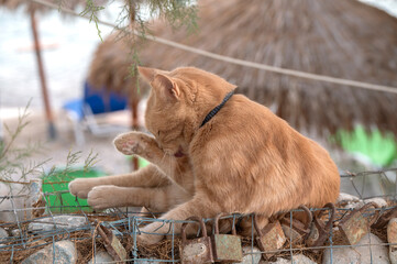 Kot z wyspy Samos,  Cat from the island of Samos © Studio RMW