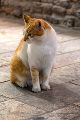 Kot z wyspy Samos,  Cat from the island of Samos