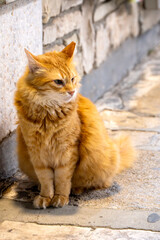 Kot z wyspy Samos,  Cat from the island of Samos © Studio RMW