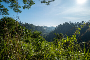 A breathtaking view of a lush green tropical valley extending to the horizon under a clear sky.