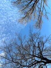 tree branches against sky