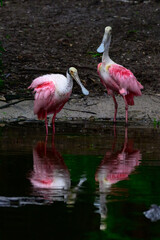 North America, USA, Florida, St. Augustine, Roseate Spoonbill