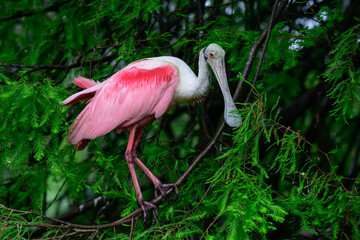 North America, USA, Florida, St. Augustine, Roseate Spoonbill