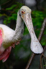 North America, USA, Florida, St. Augustine, Roseate Spoonbill