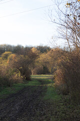 Obraz premium autumn in the forest