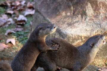 コツメカワウソ　母と子ども