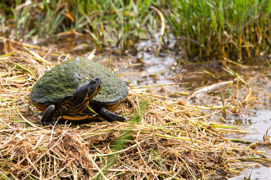 A turtle basking on a bed of dry reeds near a wetland in Pensacola, Florida, surrounded by green vegetation and shallow water, showcasing its natural habitat.