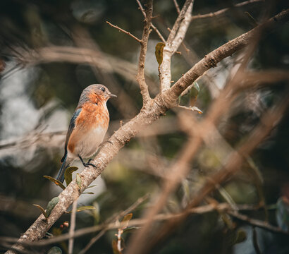 A vibrant small bird, likely an Eastern Bluebird, perched on a tree branch with a blurred, natural background, creating a soft, earthy atmosphere.