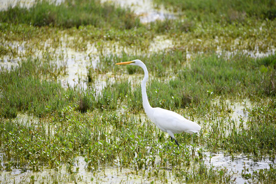 A great egret with a long neck and white plumage wades through a marshy wetland, surrounded by green vegetation and shallow water.