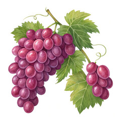 Fototapeta premium bunch of grapes