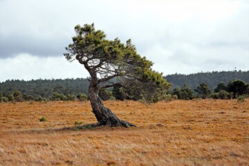 Obraz premium Windswept tree on grassy plain under cloudy sky