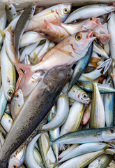 Ryby złowione w Morzu Śródziemnym, Fish caught in the Mediterranean Sea © Studio RMW