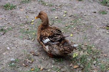 Duck in its natural habitat in Mexico