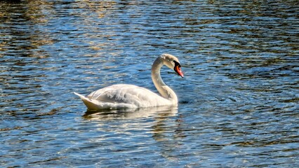 Un cygne solitaire sous le soleil de novembre, dans la baie de Varna, Bulgarie.