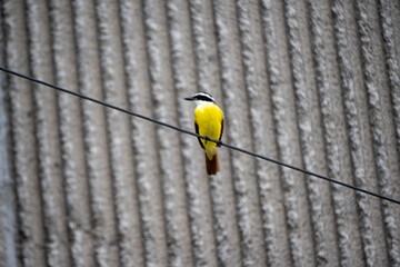 Yellow breasted bird in the middle of the city of Monterrey Mexico