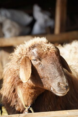 A detailed closeup view of a brown sheep gazing directly at the camera © Serhii