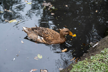 duck in its natural habitat, several species, various colors, in a lake