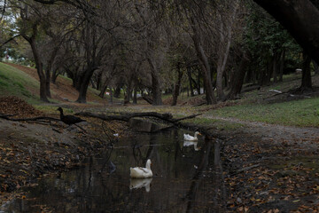 duck in its natural habitat, several species, various colors, in a lake