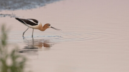 An American Avocet hunts for food in the shallow water of the Bear River Migratory Bird Refuge in Brigham City Utah, USA as the evening sky paints a delicate pink color onto the surface of the water.