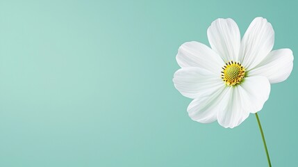 Obraz premium White Cosmos Flower on Teal Background