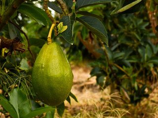 Avocado hanging from tree, blurred background, Avocado Hanging on Tree Branch, Ripe Avocado on Tree, Fresh Avocado Growing on Branch. High quality 4k footage