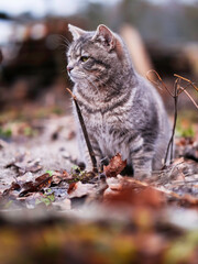 Cute grey tabby cat sitting on a brown fallen foliage. Selective focus. Home pet outdoor in a country side. Cautious look on the animal face. Natural predator.