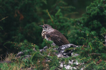 Wild Bird in the Tatra Mountains