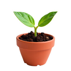 Closeup of a small green seedling in a terracotta pot against a black background.