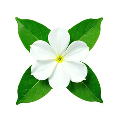 Closeup of a single white flower with four green leaves, symmetrically arranged against a black background.