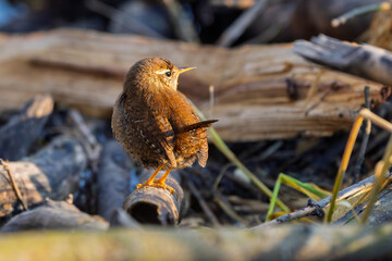 Zaunkönig im warmen Licht (Eurasian wren) rastet auf einem Ast