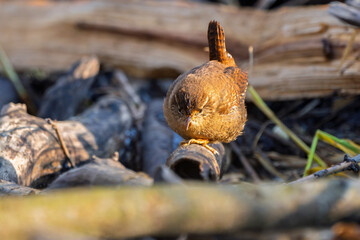 Zaunkönig im warmen Licht (Eurasian wren) rastet auf einem Ast