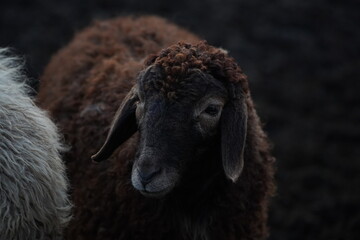 A detailed close up of a sheep s head that features a dark background