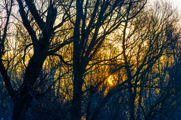 Trees in a yellow foggy sky in the light of sunrise in winter, Almere, Flevoland, The Netherlands, February 3, 2025