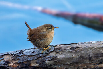 Zaunkönig (Eurasian wren) rastet auf einem Ast an einem kleinen Bach