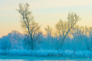 The edge of a frozen lake in the light of sunrise in winter, oostvaardersveld, almere, flevoland, netherlands, February 3, 2025