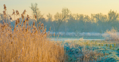 The edge of a frozen lake in the light of sunrise in winter, oostvaardersveld, almere, flevoland, netherlands, February 3, 2025