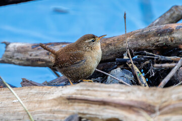 Zaunkönig (Eurasian wren) rastet auf einem Ast an einem kleinen Bach