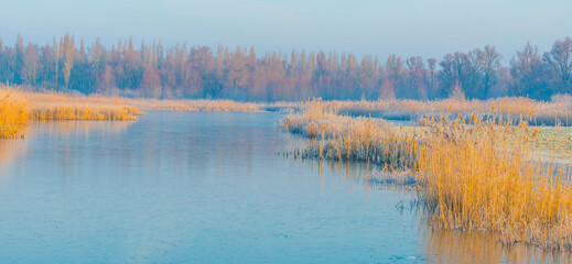 The edge of a frozen lake in the light of sunrise in winter, oostvaardersveld, almere, flevoland, netherlands, February 3, 2025
