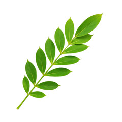 Fototapeta premium Closeup of a vibrant green branch with multiple leaves against a black background.