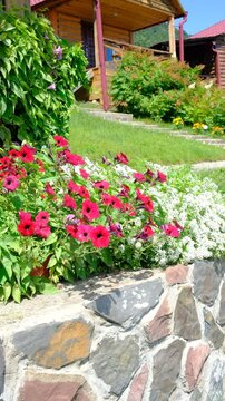 White Alyssum flowers, Sweet Alice Lobularia Maritima on home garden. Summer hot windy day. Courtyard	
